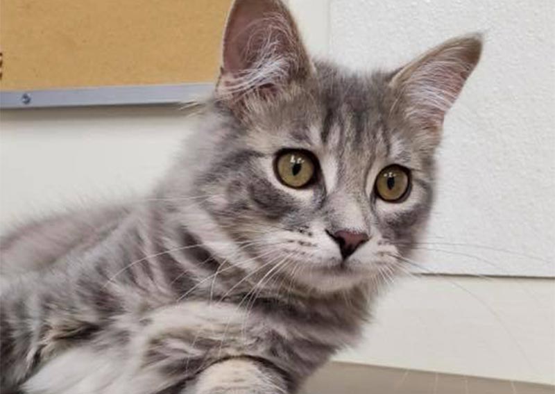 Countryside Veterinary Service Kinsman veterinarians